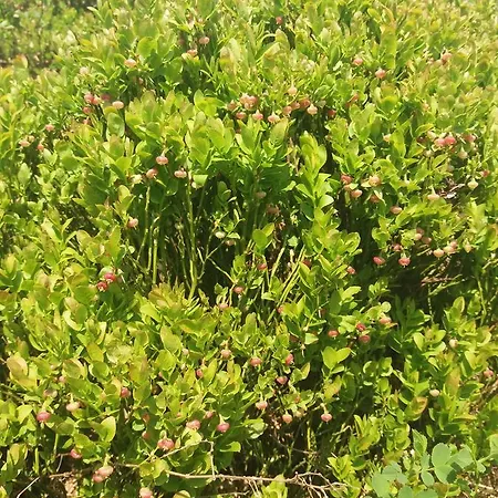 верховинський Holiday home Bukovets